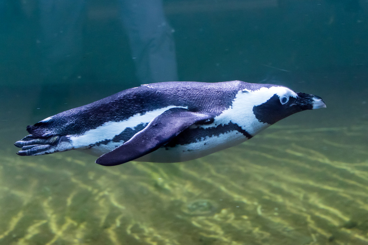 Die Brillenpinguine sind eine der Attraktionen des Tropiquariums