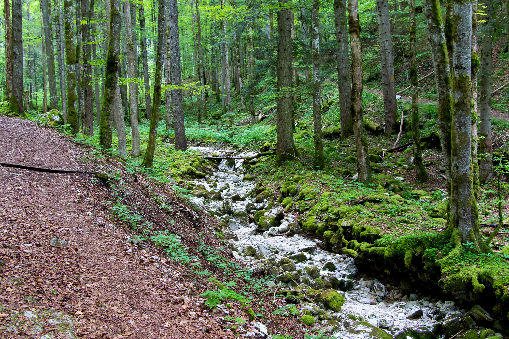 Fast schon verwunschen scheinendes Waldstück in der Schlucht Combe Grède