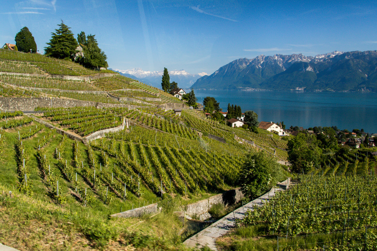 In den Weinbergen unterwegs