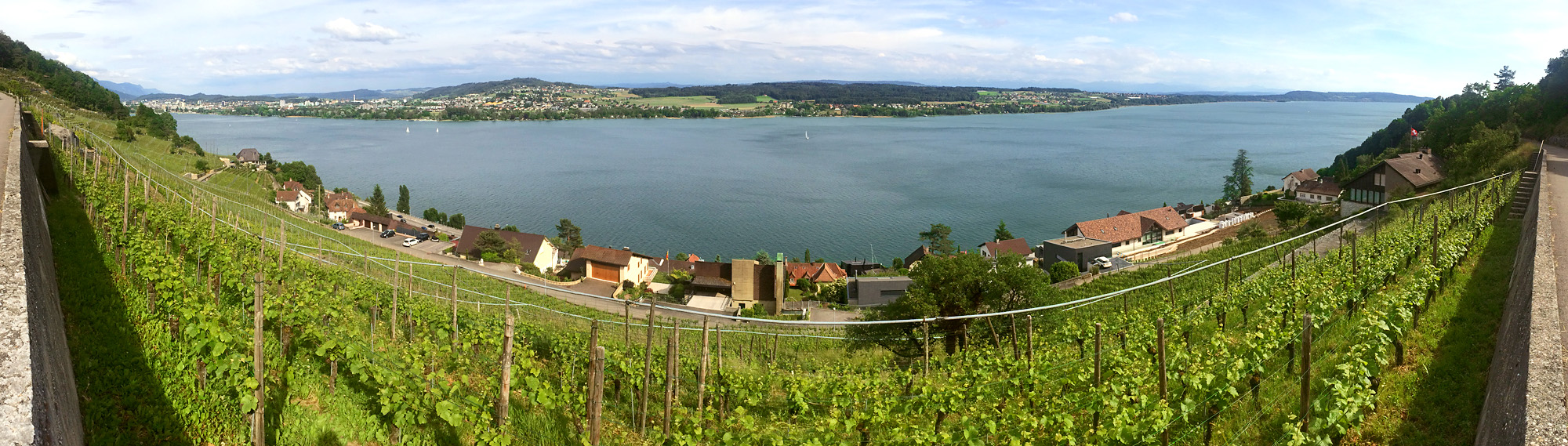 Rebstock-Panorama oberhalb von Tüscherz