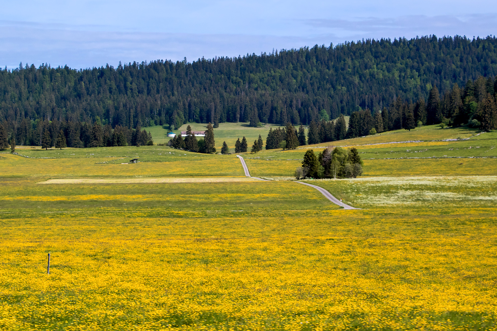 Das Vallée de la Brévine in voller Blüte!