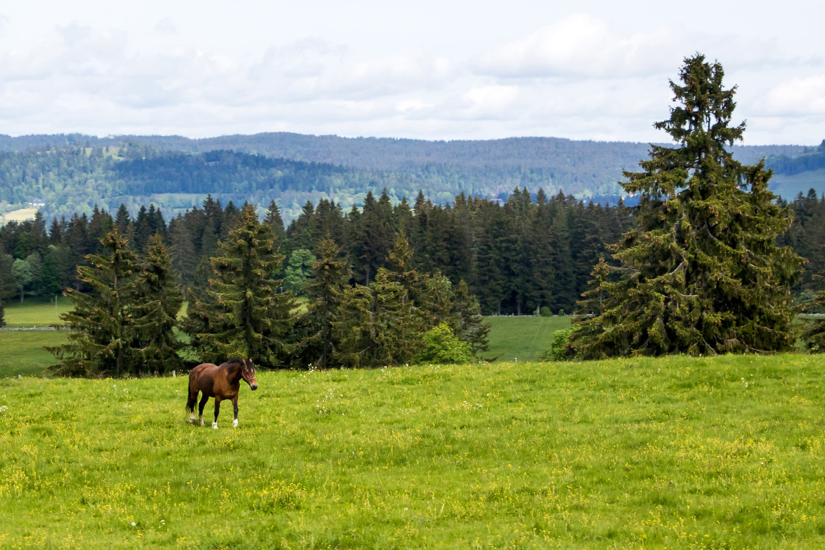 Ein letzter Gruss des Jura - endlich ein freies Pferd! :-)