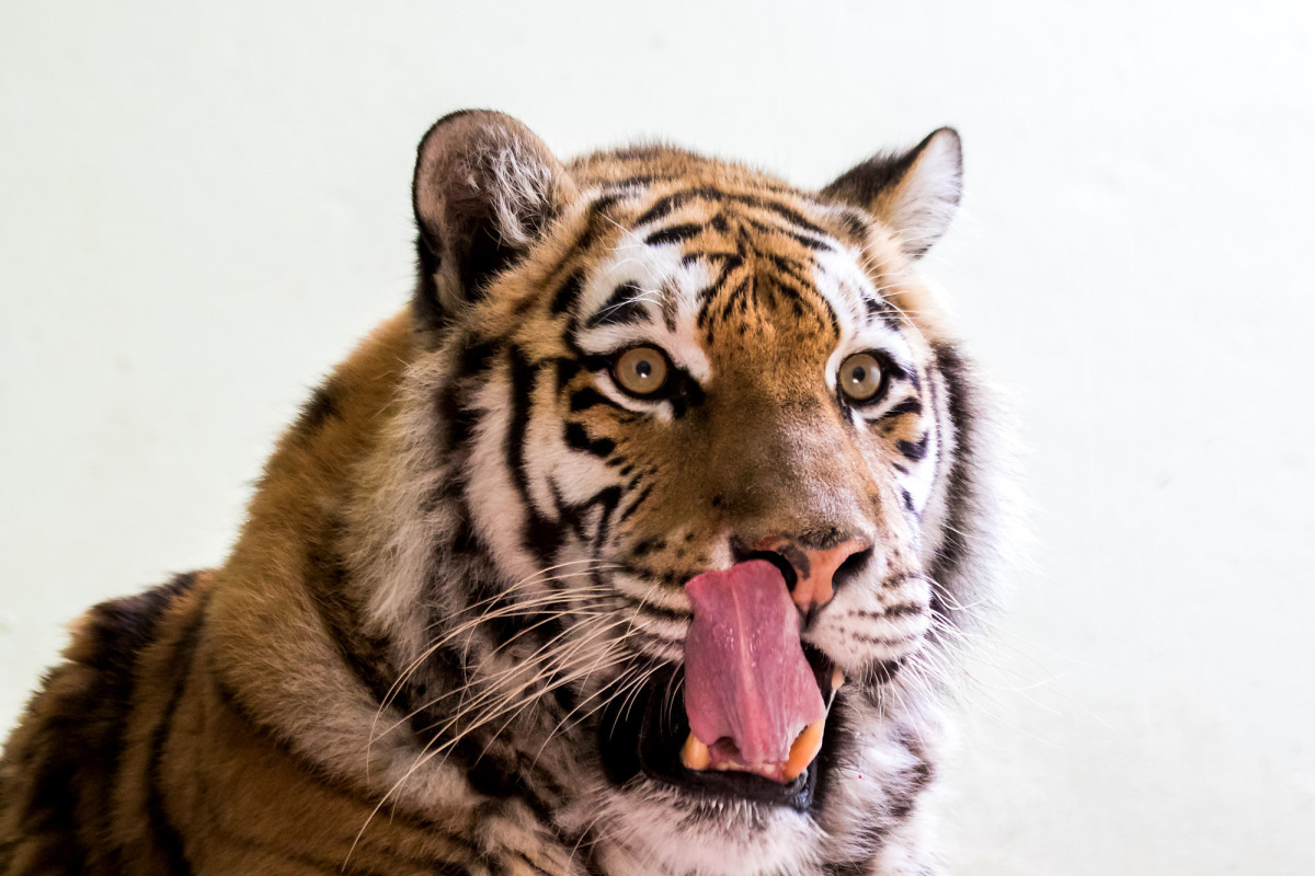 Der Sibirische Tiger - mit die Hauptattraktion des Zoos von Servion