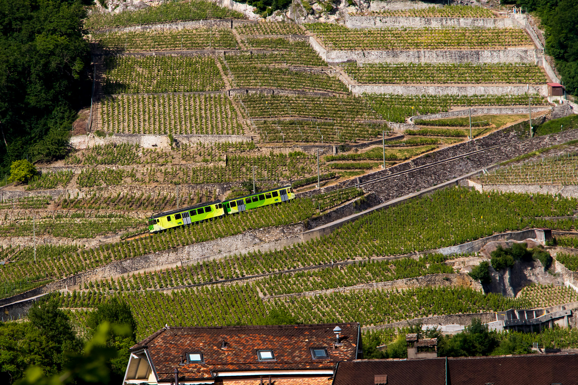 Die Zahnradbahn Aigle - Leysin müht sich sehenswert die Weinberge empor