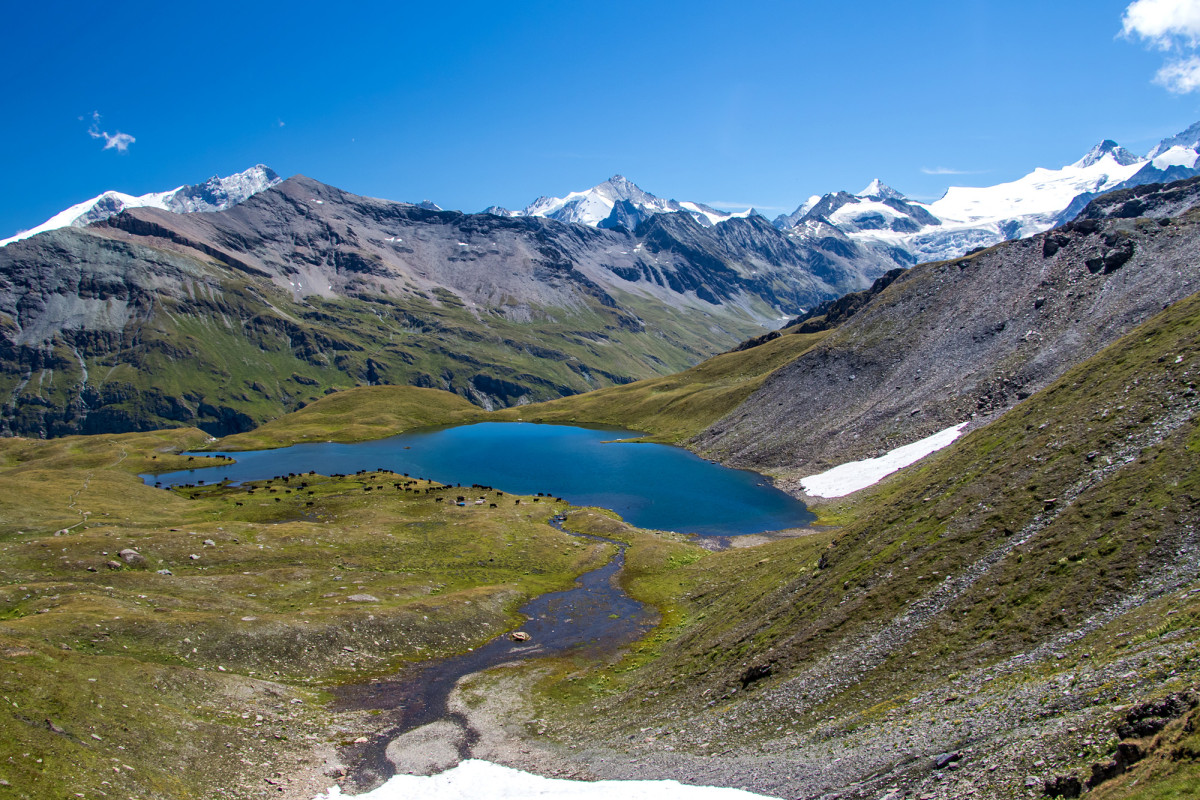 Blick auf den Lac des Autannes...mit noch einer Herde Eringerkühe!